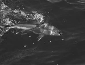 Small kingfish have been feeding amongst schools of salmon at the Patterson River mouth recently (image courtesy of Adam Royter).